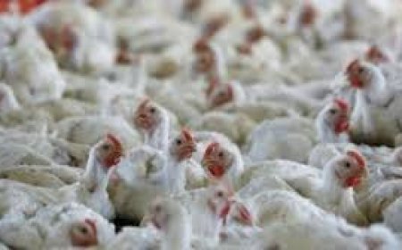 ଡେଲାଙ୍ଗ, ନିମାପଡ଼ାରେ ବାର୍ଡ-ଫ୍ଲୁ