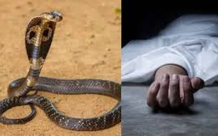 ୮ବର୍ଷରେ ସାପ କାମୁଡ଼ାରେ ଗଲାଣି ୧୭୭ ଜୀବନ