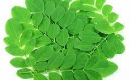 ସଜନା ଶାଗ ଦୂର କରେ ଉଚ୍ଚ ରକ୍ତଚାପ ସମସ୍ୟା