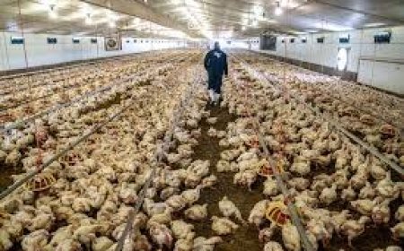 ଚାରି ଆଡେ଼ ବାର୍ଡ ଫ୍ଲୁ , କୁକୁଡ଼ା ପାଇଁ ତାଗିଦ