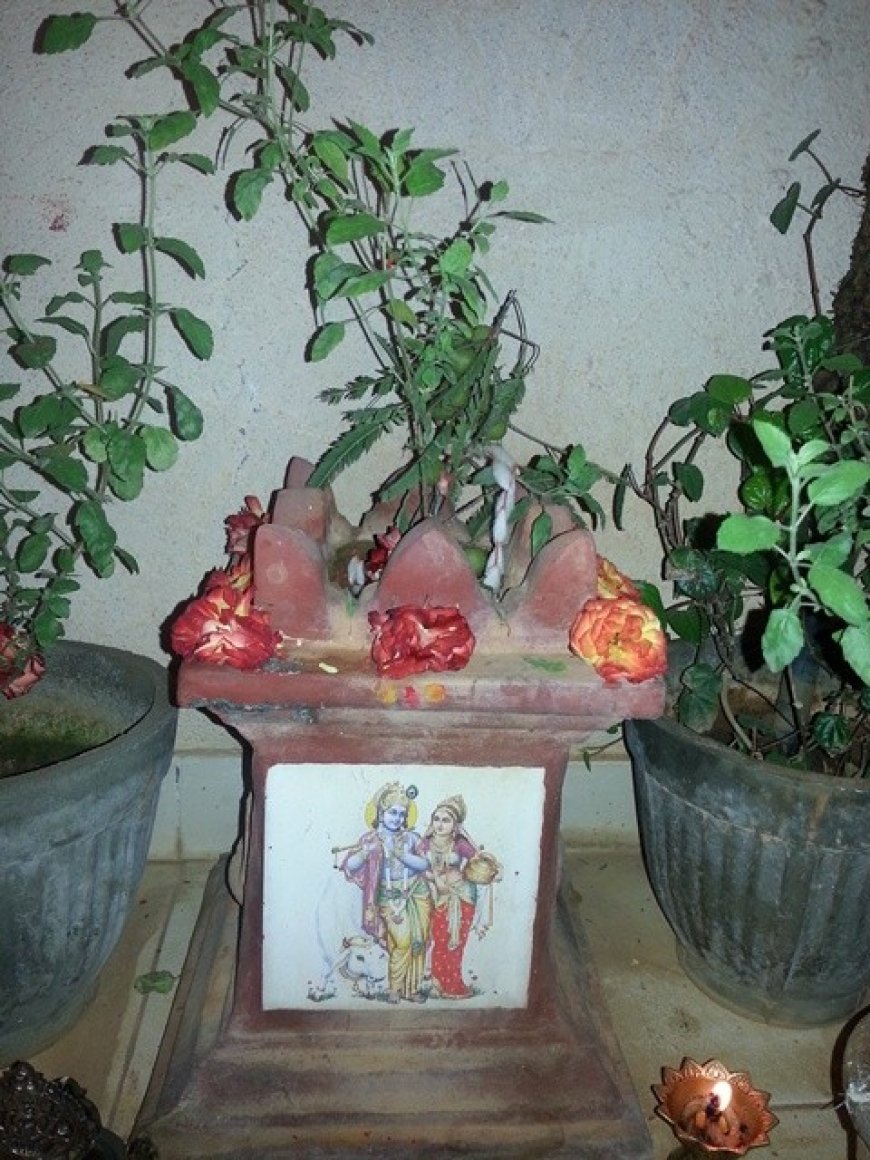 ଏହି ଦୁଇ ଦିନ ତୁଳସୀ ଗଛରେ ଦିଅନ୍ତୁନି ପାଣି