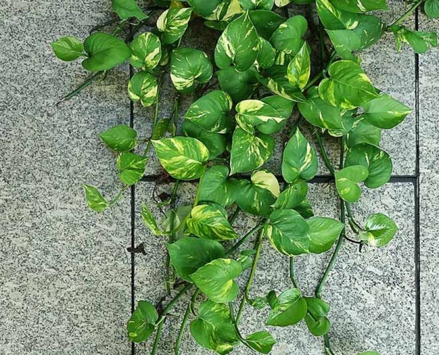 କେଉଁ ଦିଗରେ ଲଗାଇବେ ମନିପ୍ଳାଂଟ