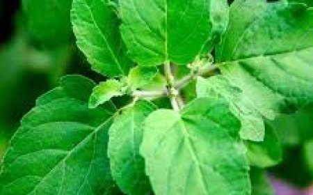 ଏହି ଦୁଇ ଦିନ ତୁଳସୀ ଗଛରେ ଦିଅନ୍ତୁନି ପାଣି