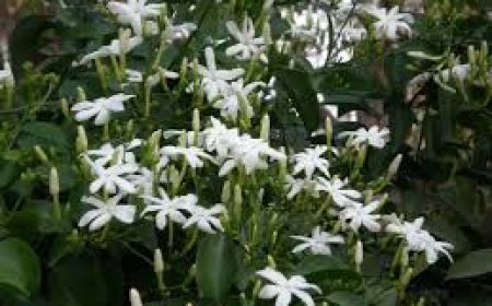 ଘରର ମୁଖ୍ୟଦ୍ୱାର ଏହି ଗଛ ଲଗାଇବା ଅତ୍ୟନ୍ତ ଶୁଭ