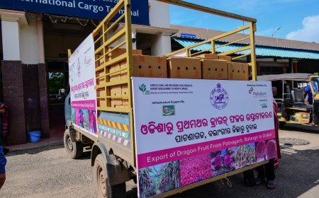 ଓଡିଶାରୁ ପ୍ରଥମ ଥର ଲାଗି ଡ୍ରାଗନ୍‌ ଫଳର ରପ୍ତାନୀ