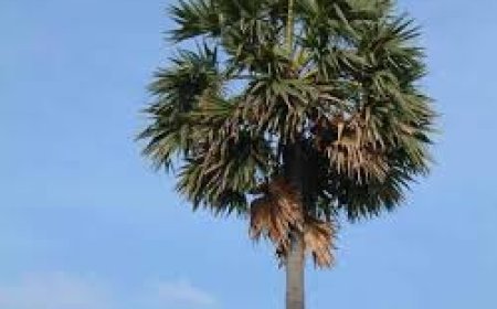 ତାଳଗଛ ଲଗାଇବାକୁ ୭ କୋଟି ଟଙ୍କା :  ସୁରେଶ ପୂଜାରୀ