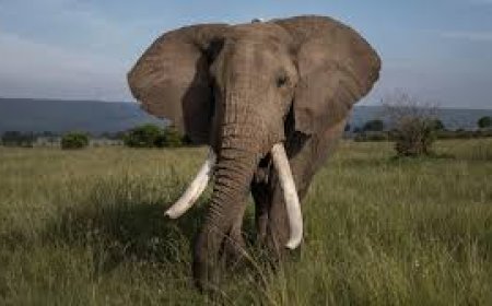 ହାତୀ ଆକ୍ରମଣରେ ଚାଷୀ ମୃତ