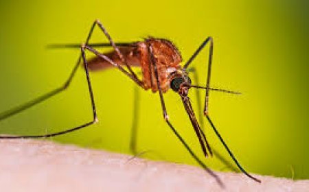 କେଉଁମାନଙ୍କୁ ମଶା ଅଧିକ କାମୁଡିଥାଆନ୍ତି, ଜାଣନ୍ତୁ