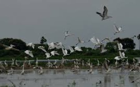 ଆଜିଠାରୁ ଭିତରକନିକାରେ ଦେଶୀ ପକ୍ଷୀ ଗଣନା