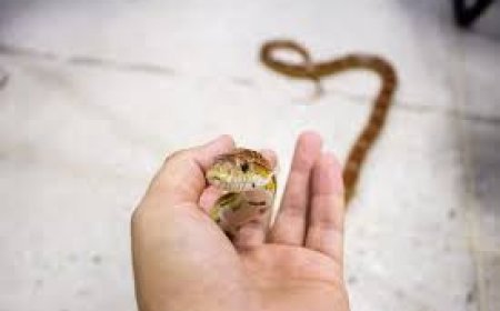 ସାପ ପୋଷିଲେ କଣ ହୁଏ?