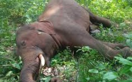 ବିଦ୍ୟୁତ୍ ଆଘାତରେ ହାତୀ ମୃତ