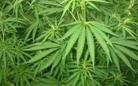 ୬ କ୍ୱିଣ୍ଟାଲ ଗଞ୍ଜେଇ ସହ ୪ ଗିରଫ , ଛତିଶଗଡ ଅଞ୍ଚଳକୁ ଚାଲାଣ ହେଉଥିଲା ଗଞ୍ଜେଇ