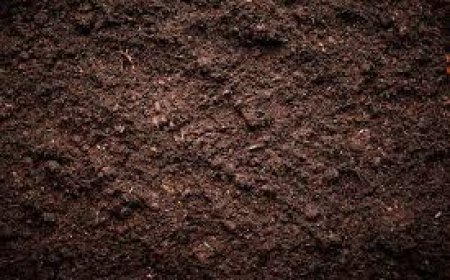 ମାଟିର ଉର୍ବରତା ଓ ସବୁଜ ସାର 