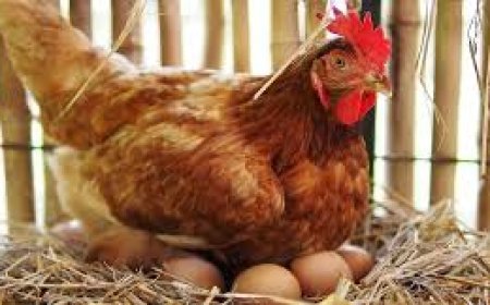 ବିନା ଦ୍ୱିଧାରେ ଖାଇପାରିବେ ଅଣ୍ଡା ଓ ଚିକେନ୍