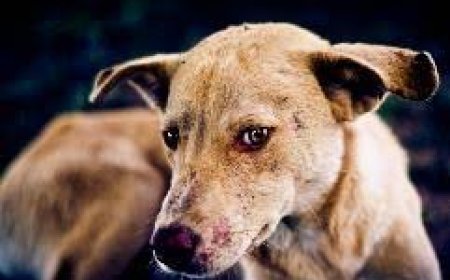 ବିଶ୍ୱ ଜଳାନ୍ତକ ଦିବସ