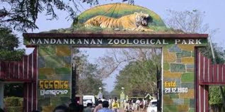 ନନ୍ଦନକାନନରେ ଦୁଇ ସିଂହ ଶାବକ ମୃତ