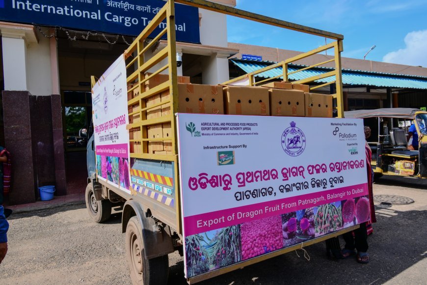 ଓଡିଶାରୁ ପ୍ରଥମ ଥର ଲାଗି ଡ୍ରାଗନ୍‌ ଫଳର ରପ୍ତାନୀ