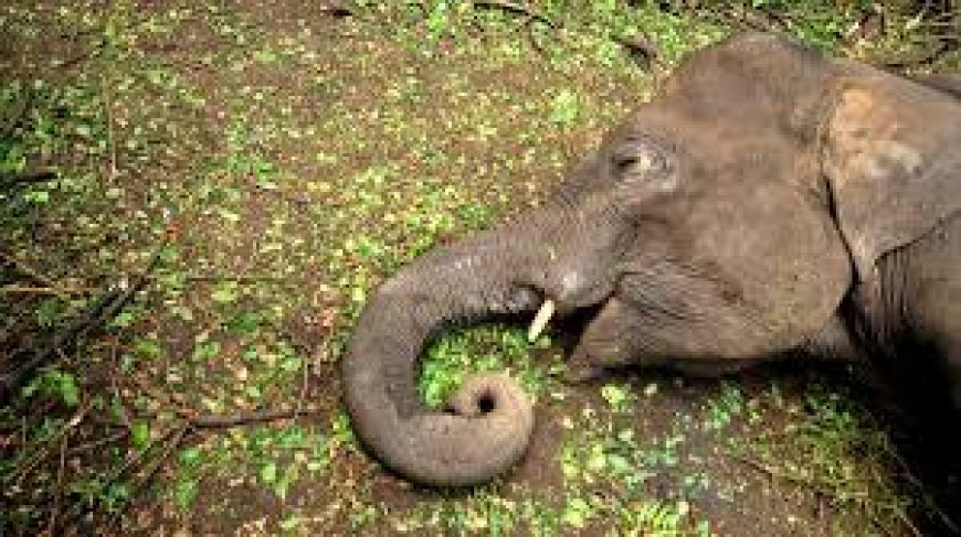 ମାଈ ହାତୀର ମୃତଦେହ ଠାବ