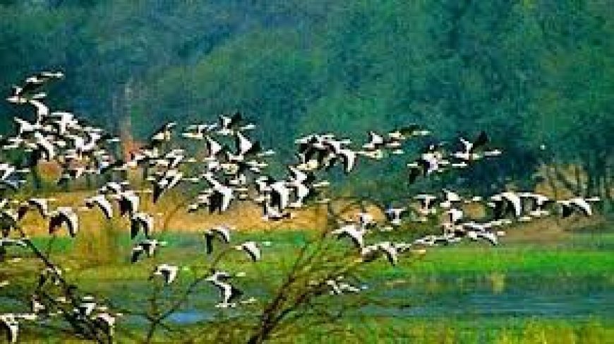 ଭିତରକନିକାରେ ବୃଦ୍ଧି ପାଇଛି ଦେଶୀୟ ପକ୍ଷୀଙ୍କ ସଂଖ୍ୟା