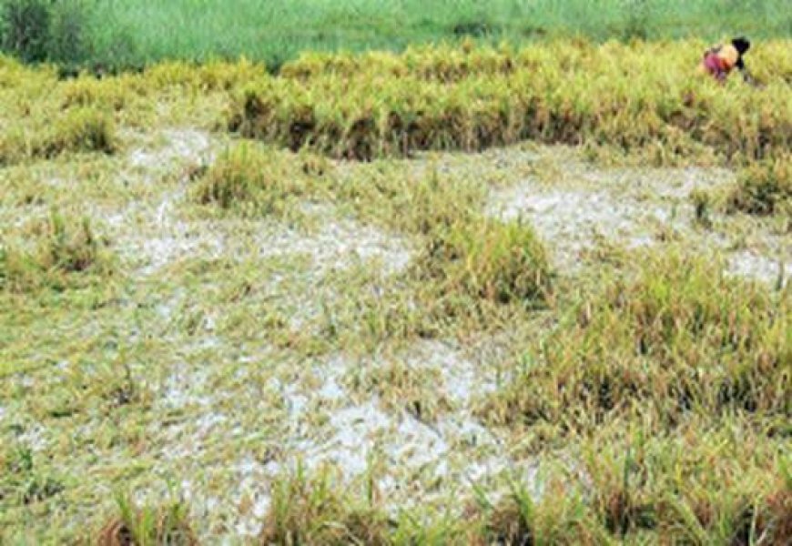 ଚାଷୀଙ୍କୁ ମୁଖ୍ୟମନ୍ତ୍ରୀ ଦେବେ ଟଙ୍କା, କେଉଁ ଚାଷୀଙ୍କୁ କେତେ ?