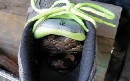 ଜୋତା ଭିତରେ ତମ୍ପ:  ହାତକୁ ଦେଲା କାମୁଡ଼ି