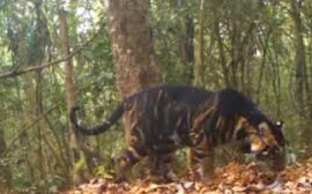 ଶିମିଳିପାଳ  ଜଙ୍ଗଲରେ କ୍ୟାମେରାରେ କଏଦ ହେଲା  କଳାବାଘ