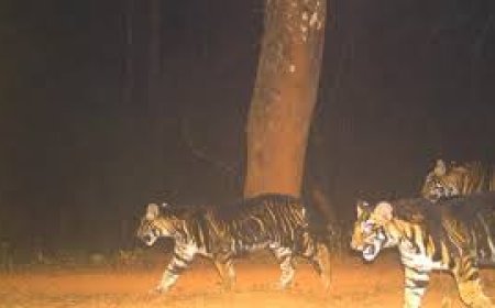 ବାରିପଦାରେ ହେବ କଳାବାଘ ସଫାରୀ