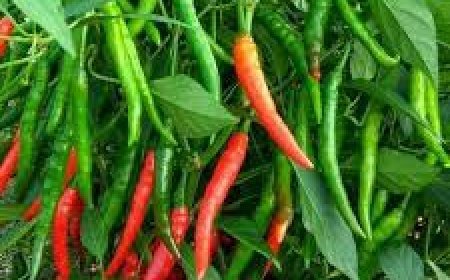 ସ୍ବାସ୍ଥ୍ୟ ପାଇଁ ଉପକାରୀ କଞ୍ଚାଲଙ୍କା, ସେବନ କରନ୍ତୁ ନିୟମିତ