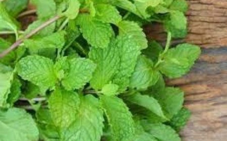 ପୋଦିନାର ୯ଟି ଚମତ୍କାରୀ ଗୁଣ