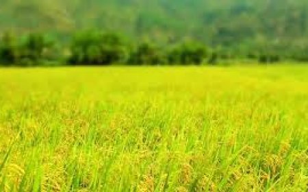 ଆଜି ଗର୍ଭଣା ସଂକ୍ରାନ୍ତି: ଚାଷୀ ଘରେ ଉଲ୍ଲାସ