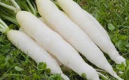 ପେଟ ପାଇଁ ବିଶୋଧକର  ମୂଳା