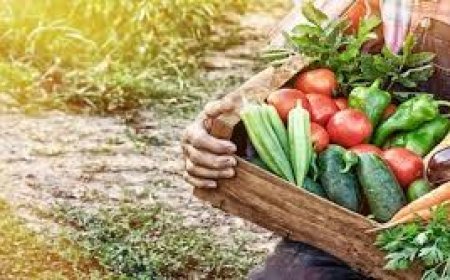 କଞ୍ଚା ପରିବା ଚାହିଦା ବୃଦ୍ଧି