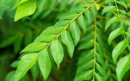 ଉପକାରୀ ଭୃଷଙ୍ଗ ପତ୍ର