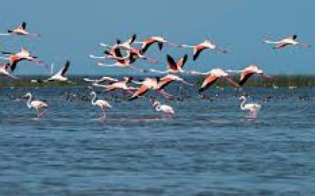 ଚଳଚଞ୍ଚଳ ଚିଲିକାର ପରିବେଶ