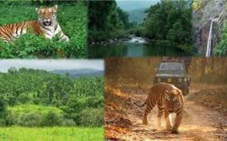 ଖୋଲିଲା ଶିମିଳିପାଳ