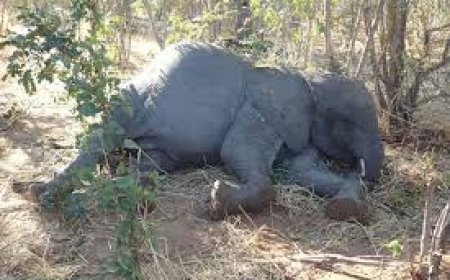 ରାଜ୍ୟରେ ୭ ମାସରେ  ୪୧ ହାତୀଙ୍କ ମୃତ୍ୟୁ