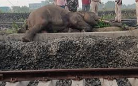 ଟ୍ରେନ୍‌ ଧକ୍କାରେ  ହାତୀ  ମୃତ୍ୟୁ ଅଭିଯୋଗକୁ ଖଣ୍ଡନ କଲା ରେଳ ବିଭାଗ