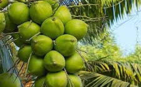 ଅଧିକ ନଡ଼ିଆ ପାଣି ପିଇବା ଖରାପ!