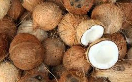 ପୁରାଣ ଓ ପରମ୍ପରାରେ ଫଳ ଶ୍ରେଷ୍ଠ ନଡ଼ିଆ!