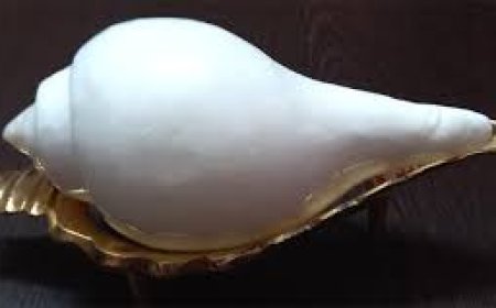 ଦାରିଦ୍ର୍ୟ ଦୂର କରେ ଶଙ୍ଖ