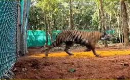 ଏନକ୍ଲୋଜରରେ ବାଘୁଣୀ ଜିନ୍ନତ