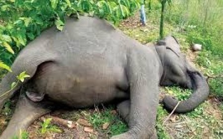 ହାତୀ ମୃତ୍ୟୁ ଘଟଣା  ପାଇଁ ୩ କ୍ଷେତ୍ର ବନ କର୍ମଚାରୀ ସସ୍‌ପେଣ୍ଡ