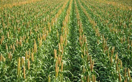 ରୋଇବା ପୂର୍ବରୁ ରକ୍ତରେ ବୁଡ଼ାଯାଏ ତଳି, ଜାଣନ୍ତୁ କାହିଁକି ?