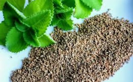 ଦେଖିବାକୁ ଛୋଟ,ହେଲେ କାମ ତାର ବହୁତ୍ ବଡ଼:-ସ୍ୱାସ୍ଥ୍ୟ ପାଇଁ ବେଶ୍ ହିତକର ଜୁଆଣି