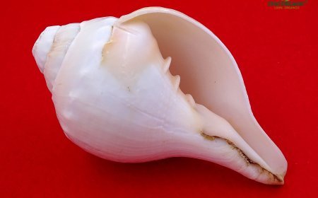 ଶଙ୍ଖ ପାଣି ପିଇଲେ ପିଲାଙ୍କ ବୁଦ୍ଧି ବଢେ଼