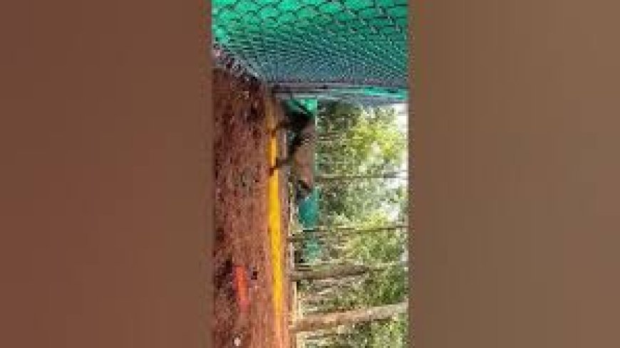 ବାଘୁଣୀ ଜିନ୍ନତ କଲା ଶିମିଳିପାଳରେ ପ୍ରଥମ ଶିକାର