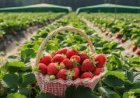 ଷ୍ଟ୍ରବେରି ଚାଷ ନିୟମଗିରିରେ ବନ୍ଦହେଲା