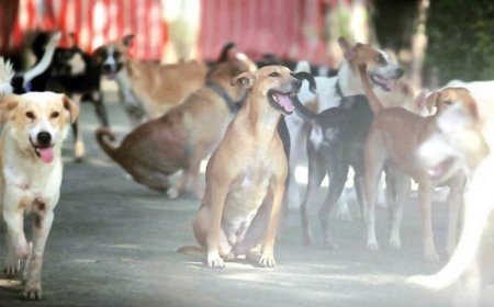 ବୁଲା କୁକୁରଙ୍କ ଦୌରାତ୍ମ୍ୟ,୫ ଲକ୍ଷ ଲୋକଙ୍କୁ କାମୁଡ଼ିଲେଣି 