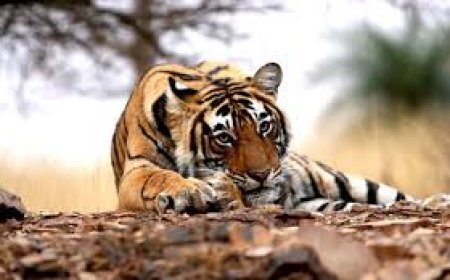 ଗର୍ଭାଶୟ ସଂକ୍ରମଣ : ଚିଡ଼ିଆଖାନାରେ ବାଘୁଣୀର ମୃତ୍ୟୁ