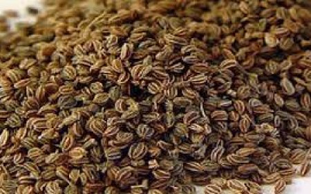 ସ୍ୱାସ୍ଥ୍ୟ ପାଇଁ ବେଶ୍ ହିତକର ଜୁଆଣି